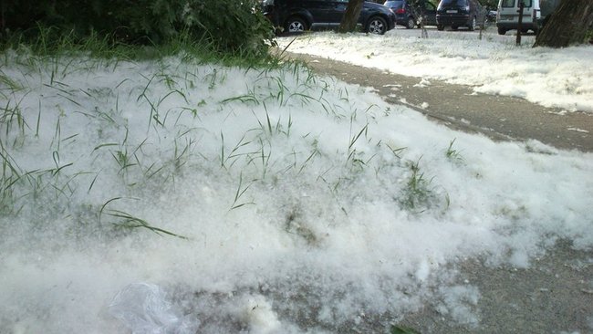В Бузулуке из-за тополиного пуха обострилась пожароопасная обстановка
