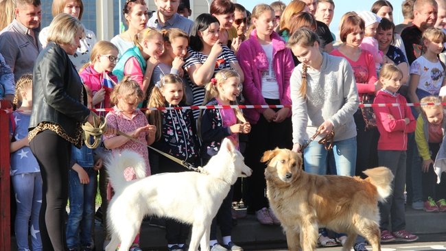 В Бузулуке владельцев собак наградили грамотами и дипломами