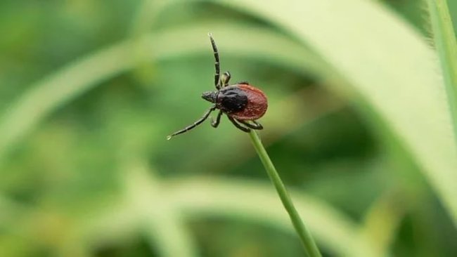 В Бузулуке зафиксировали заражение клещевым боррелиозом 