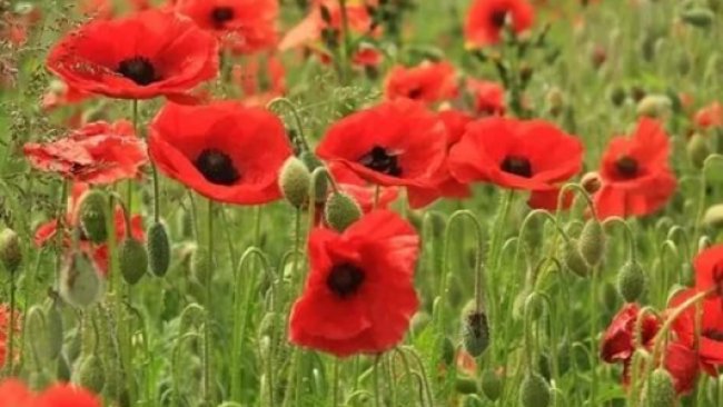 В Бузулуке стартовало оперативное мероприятие «Мак-2017 год»