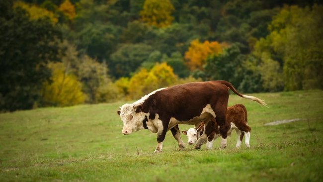 Бузулукских фермеров предупреждают об опасности заболеваемости скота пастереллезом