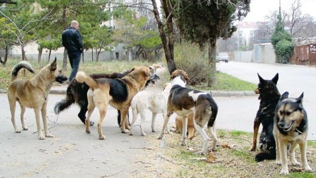 Бузулучане страдают от бездомных собак