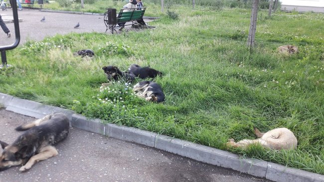 Бузулук продолжают атаковать бродячие собаки