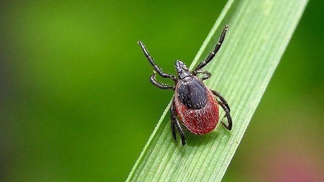 В Бузулуке клещи продолжают проявлять активность