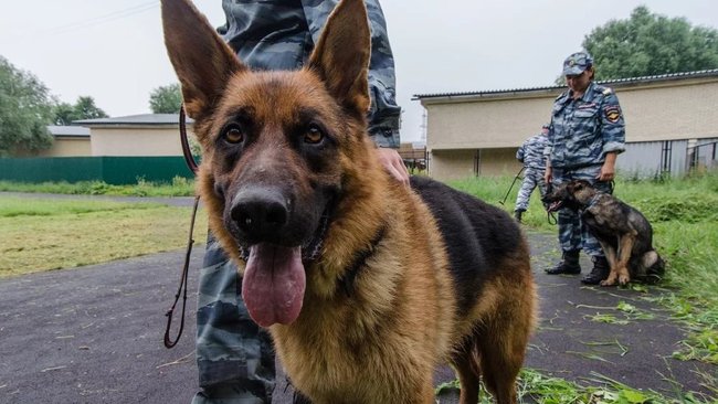 Бузулукские кинологи приняли участие в областных соревнованиях