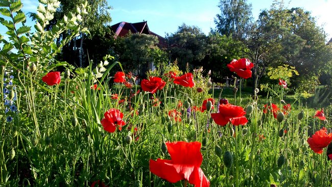 Пенсионер из Бузулукского района выращивал мак в огороде