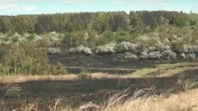 Бузулукские пожарные участвовали в спасении соснового леса