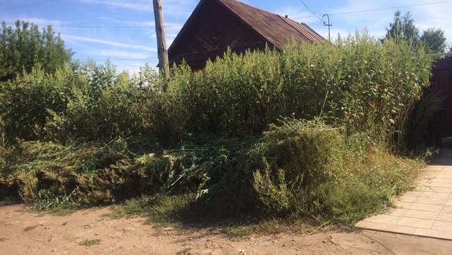 Бузулучане просят властей вмешаться в конфликт соседей