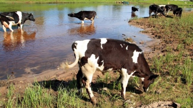 В Бузулукском районе с продуктами жизнедеятельности животных борются через суд