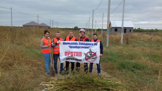  В Бузулуке выкосили более ста квадратных метра конопли