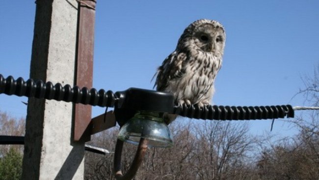 Электрики борются за спасение птиц в районе Бузулукского бора