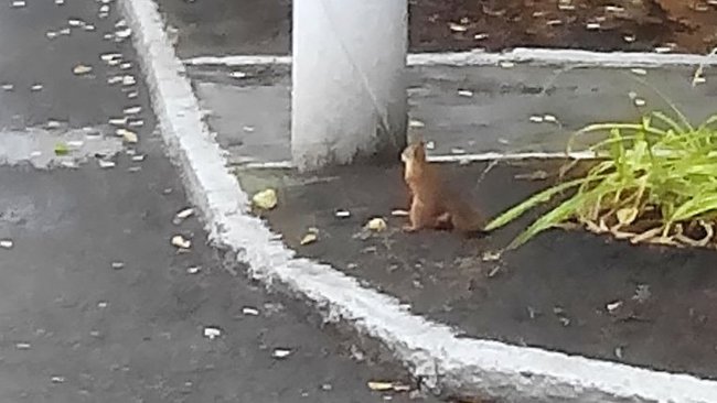 На территории Бузулукской больницы поселились белки