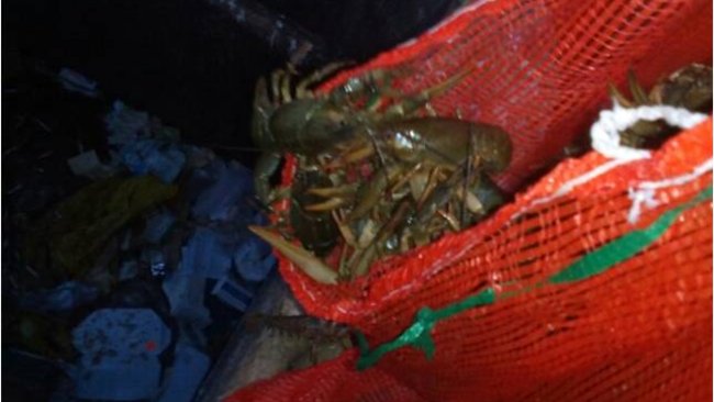 В Первомайском районе уничтожили 300 килограмм раков 