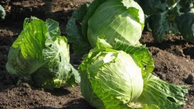 Бузулучанин может лишиться свободы за попытку кражи капусты