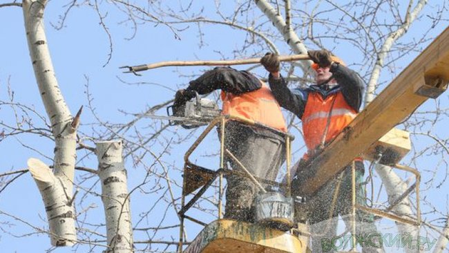 В Бузулуке занялись опиловкой аварийных деревьев