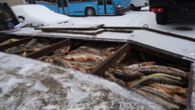 В Первомайском районе задержали тонну контрабандной осетрины 