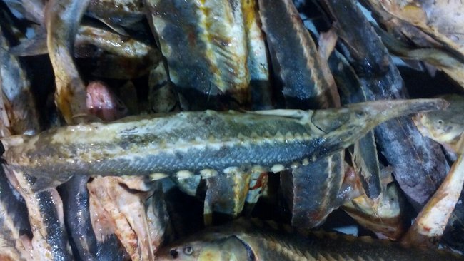 В Первомайском районе изъяли более тонны рыбы осетровых пород