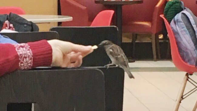 В сети набирает популярность видеоролик с воробьем в Бузулуке, поедающим фастфуды