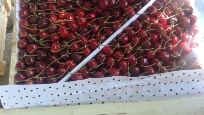 В Первомайском районе предотвращен ввоз 40 тонн подкарантинной черешни