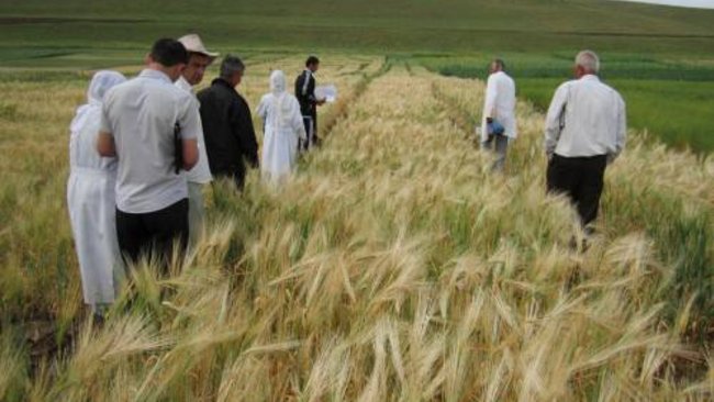 Областной Россельхознадзор проверит поля Бузулукского района