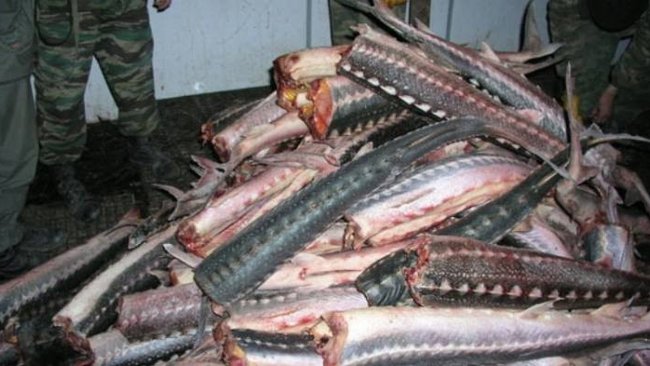 В Бузулуке под суд пошел «рыбный контрабандист» 