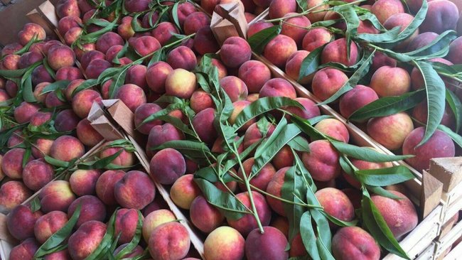 В Бузулукском районе задержали больше 33 тонн фруктов 