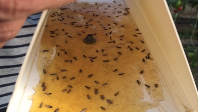 В Бузулукском районе расставили феромоновые ловушки