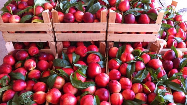 В Бузулуке уничтожат нектарины с личинками вредителей