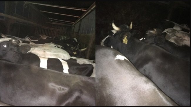 Через Бузулук не пустили буренок из Беларуси