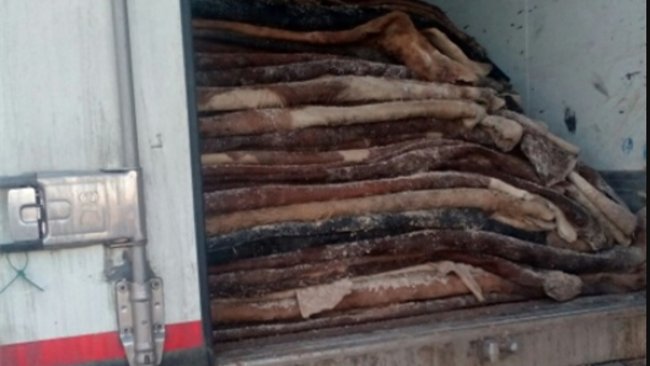 В Бузулукском районе задержали 20 тонн шкур КРС
