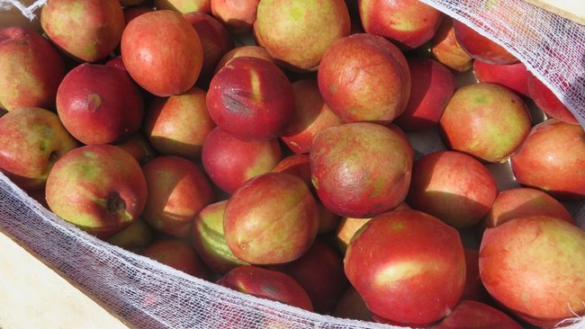 В Бузулуке уничтожили нектарины с плодожоркой 