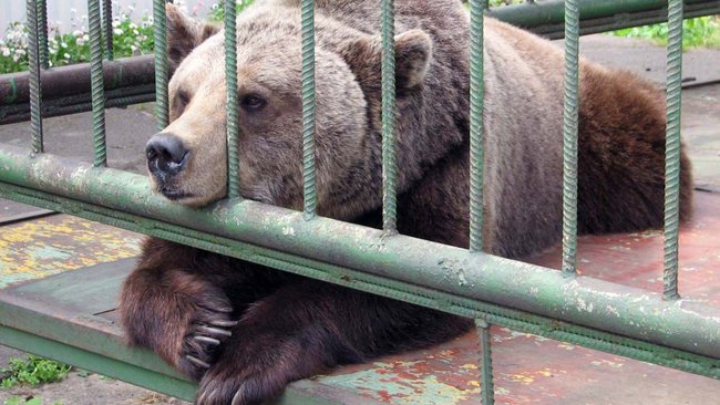Самарские волонтеры хотят выкупить «Бузулукских мишек»