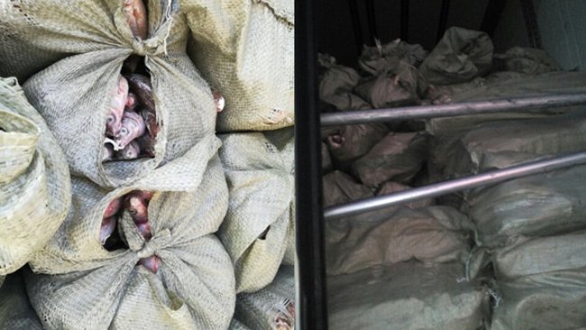 В Бузулукский район не пустили 5 тонн мороженой воблы