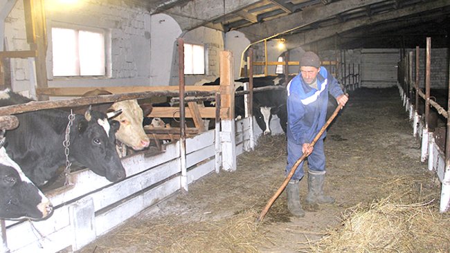 Бузулукские хозяйства в числе лидеров по заготовке кормов