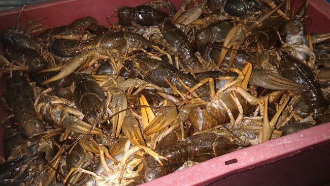 В Бузулукском районе уничтожили 40 кг живых раков