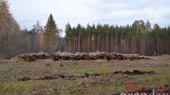 На бывших землях Бузулукского бора нефть добывать не разрешали