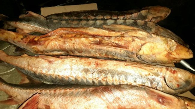 В Бузулук незаконно пытались ввезти рыбу осетровых пород без документов