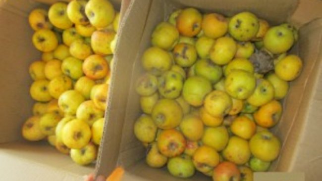 В Оренбуржье уничтожили 700 кг подкарантинных яблок