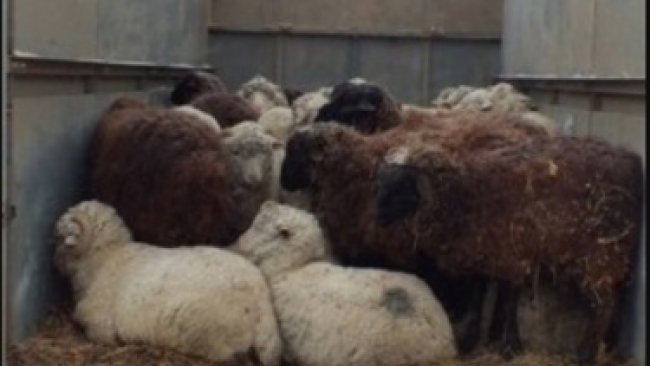 В Бузулукский район не пустили 280 голов мелкого рогатого скота