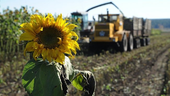 В Бузулукском районе неправильно перевозят опасные подсолнухи