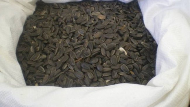 В Бузулукском районе задержаны 265 тонн опасных семечек