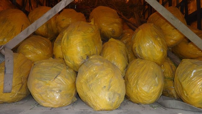 В Бузулукский район не пустили казахстанские саженцы