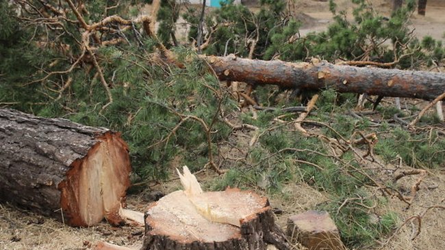 Житель Бузулукского района осужден за незаконную вырубку сосен