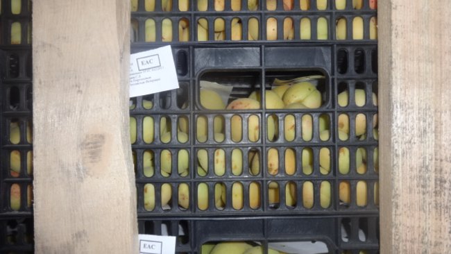 До Бузулука не доехало 19 тонн абрикосов из Киргизии