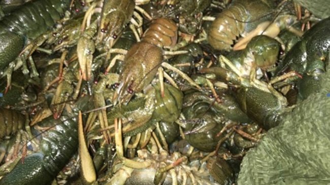 Под Бузулуком задержали 200 килограммов раков