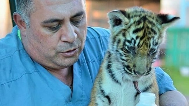 Тигренок из Бузулука, покалеченный похитителем,  доставлен в Челябинский приют