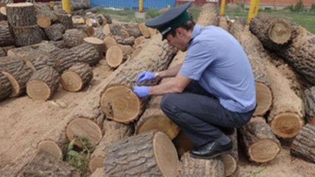 Бузулукский бор атакуют вредители