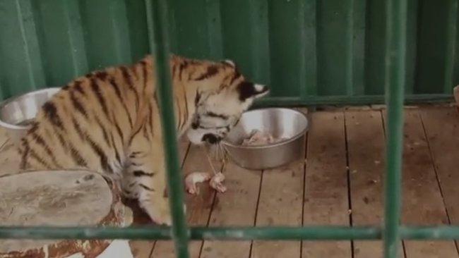 Тигренка из Бузулука, покалеченного вором, ждет долгий путь восстановления