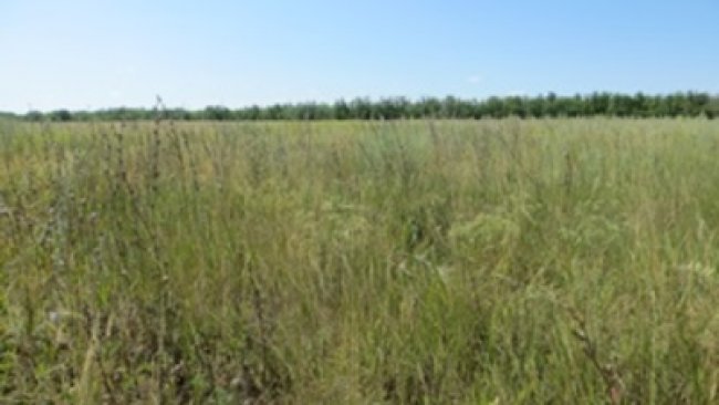 В Красногвардейском районе 20 000 рублей заплатит мужчина за сорняки на земельном участке