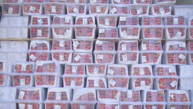 В Бузулук не доехали 45 тысяч роз